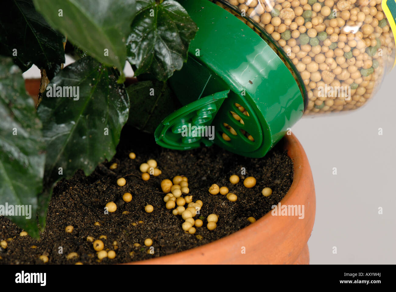 Granules d'engrais à libération lente d'être appliqués au sol d'une plante en pot Banque D'Images
