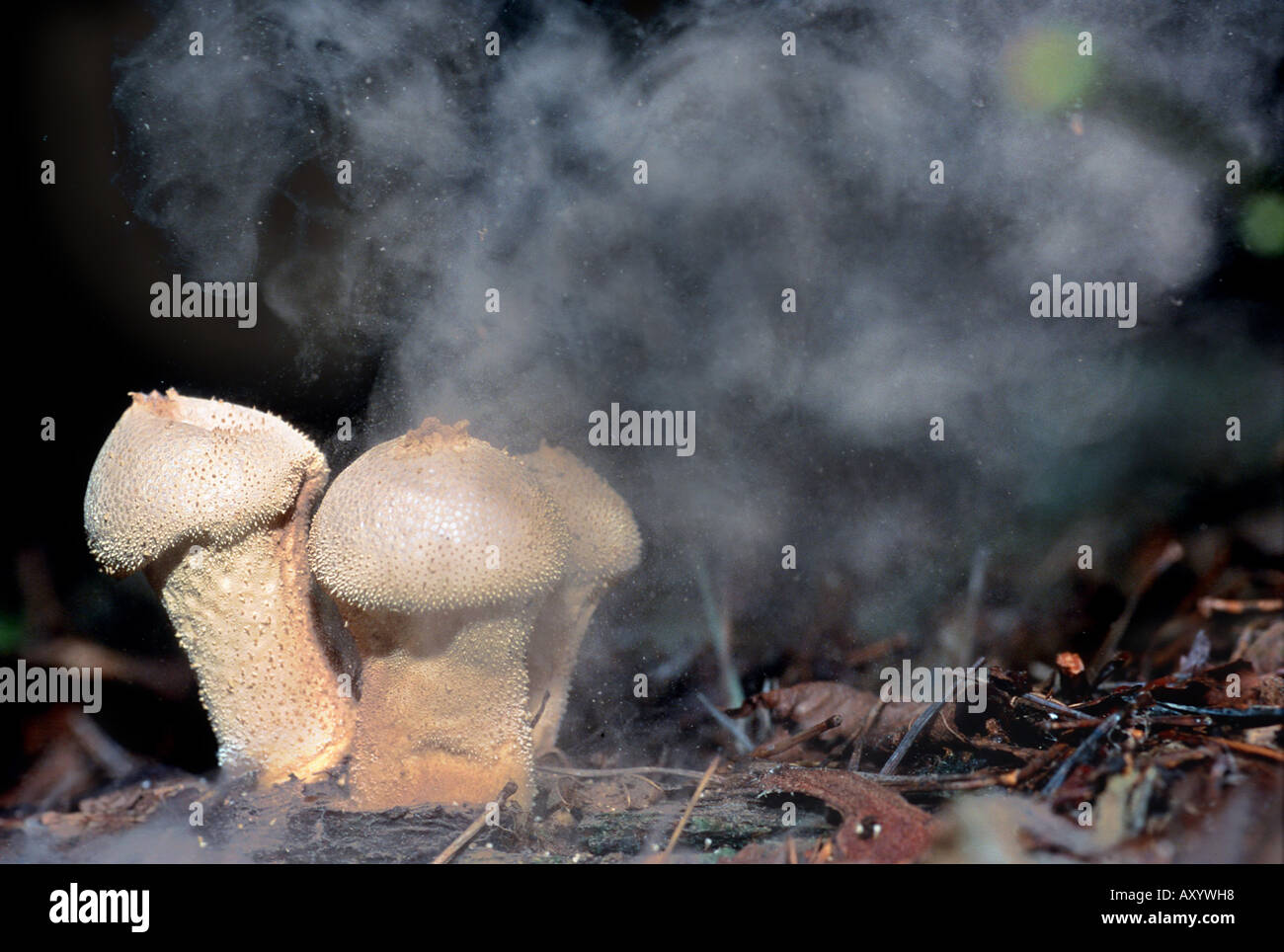 Vesse-de-commune, Devils, dnuffbox warted nacré puffball, puffball (Lycoperdon perlatum), la libération des spores Banque D'Images