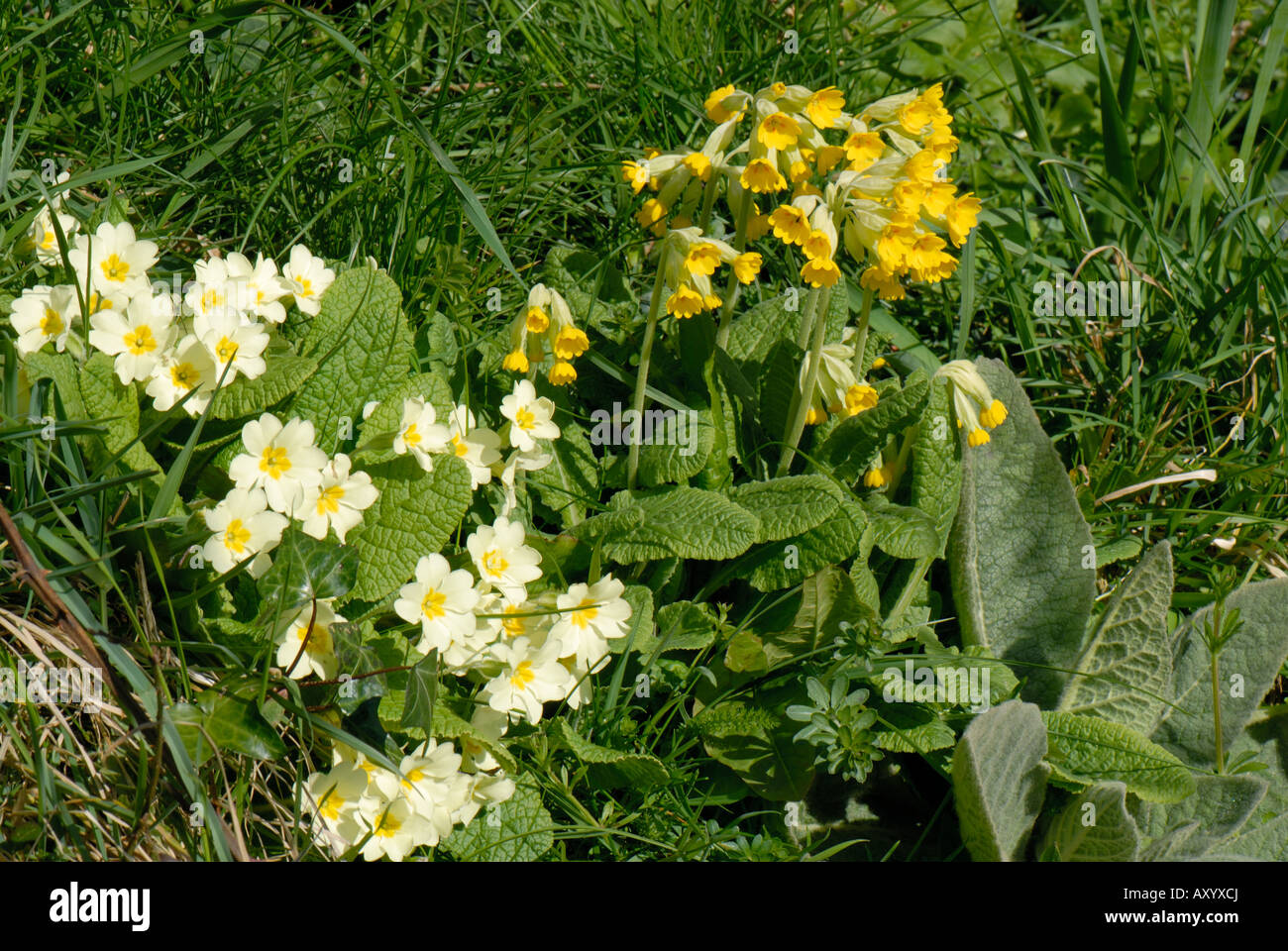 Coucou bleu Primula veris les plantes à fleurs et primevères dans une banque d'herbe Devon Banque D'Images