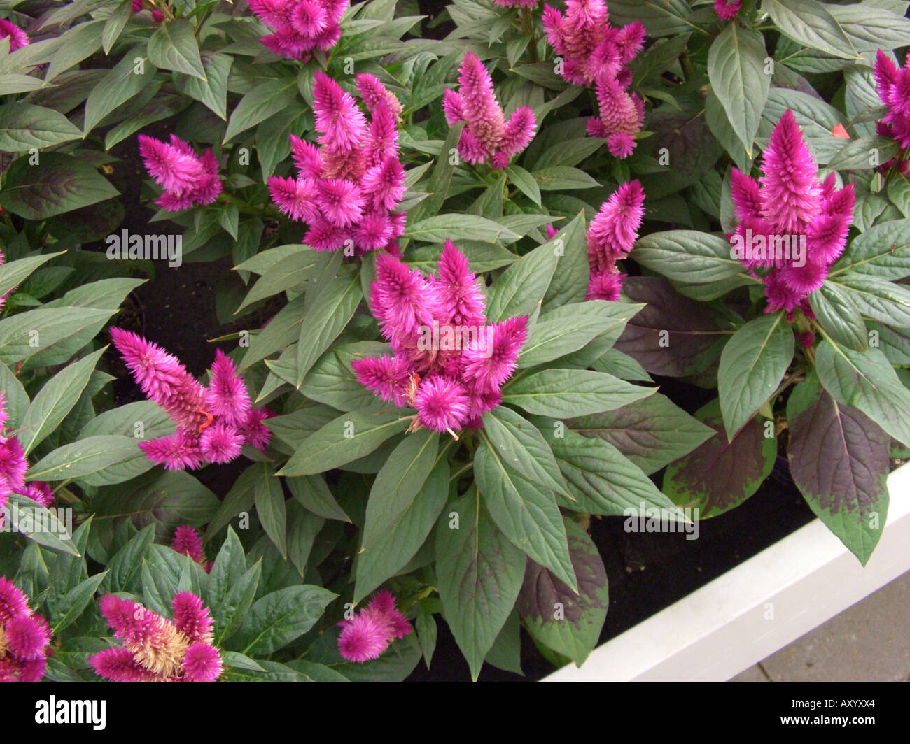 Empanaché cockscomb, d'épilobes, épinard rouge (Celosia argentea Plumosa, Celosia plumosa), Celosia Venezuela Caracas, blooming Banque D'Images