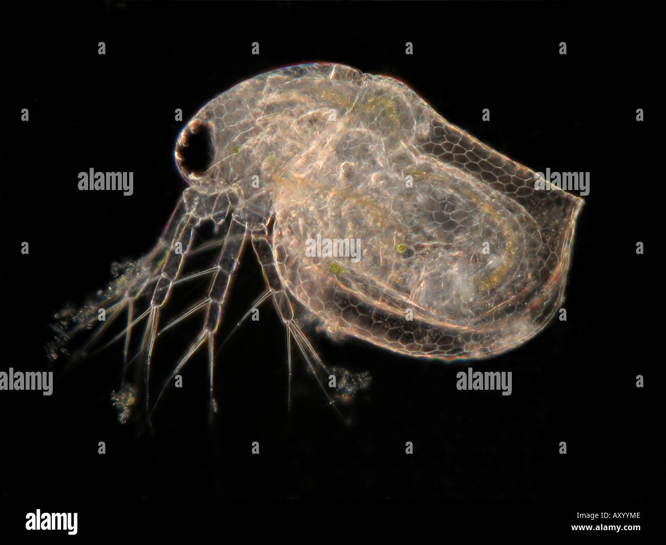 Microscopie du fond noir Banque de photographies et d’images à haute — free download