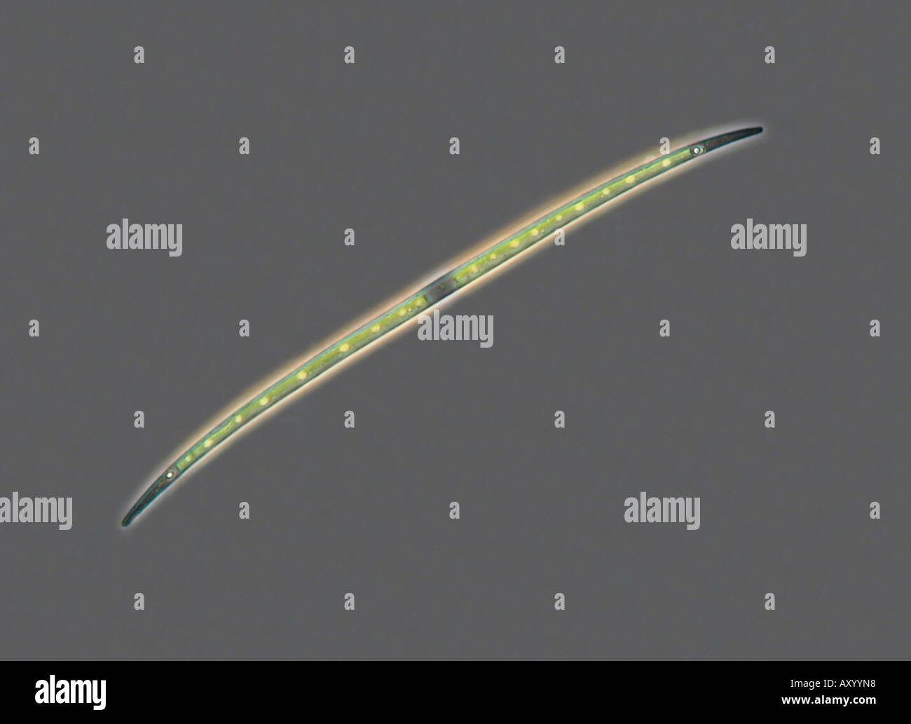 Closterium aciculare (Closterium aciculare), avec l'IRM en contraste de phase Banque D'Images