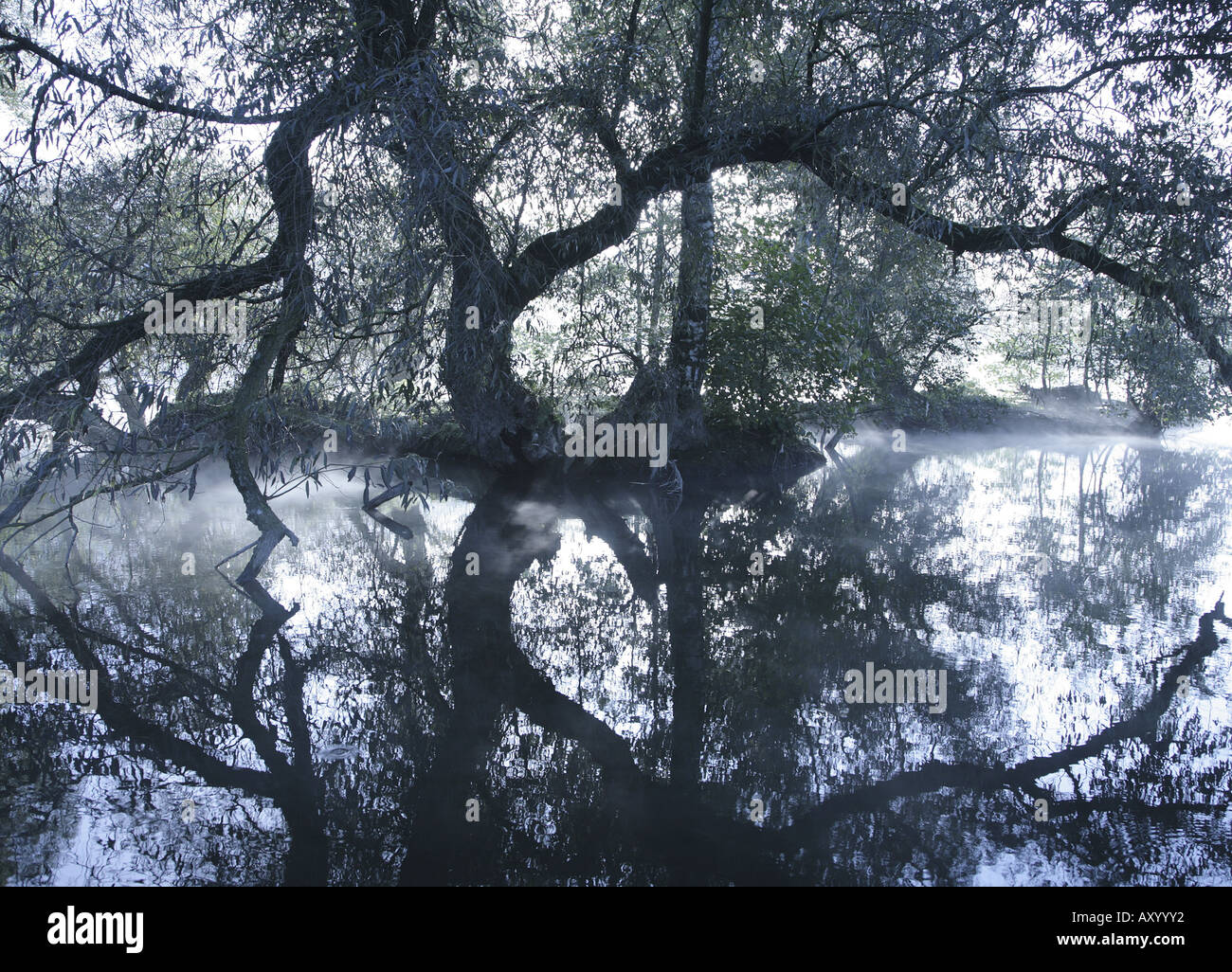 Dans la rivière Ruhr matin atmosphère, les arbres en miroir dans l'eau, l'Allemagne, en Rhénanie du Nord-Westphalie, Ruhr, Witten Banque D'Images