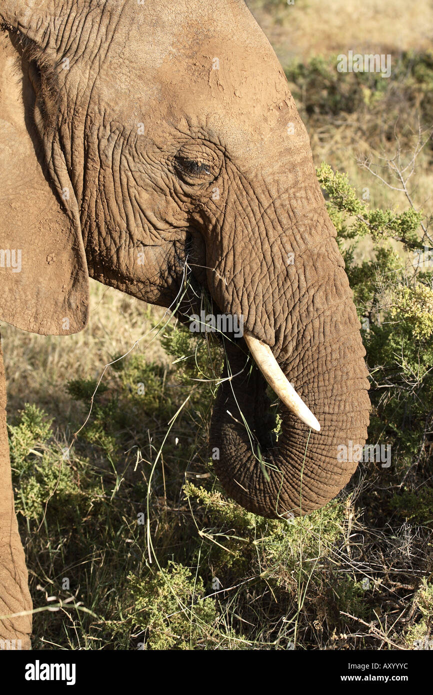 L'éléphant africain (Loxodonta africana), le pâturage, portrait, Kenya Banque D'Images