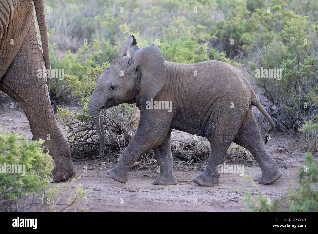 L'éléphant africain (Loxodonta africana), veau, Weda, Kenya Banque D'Images