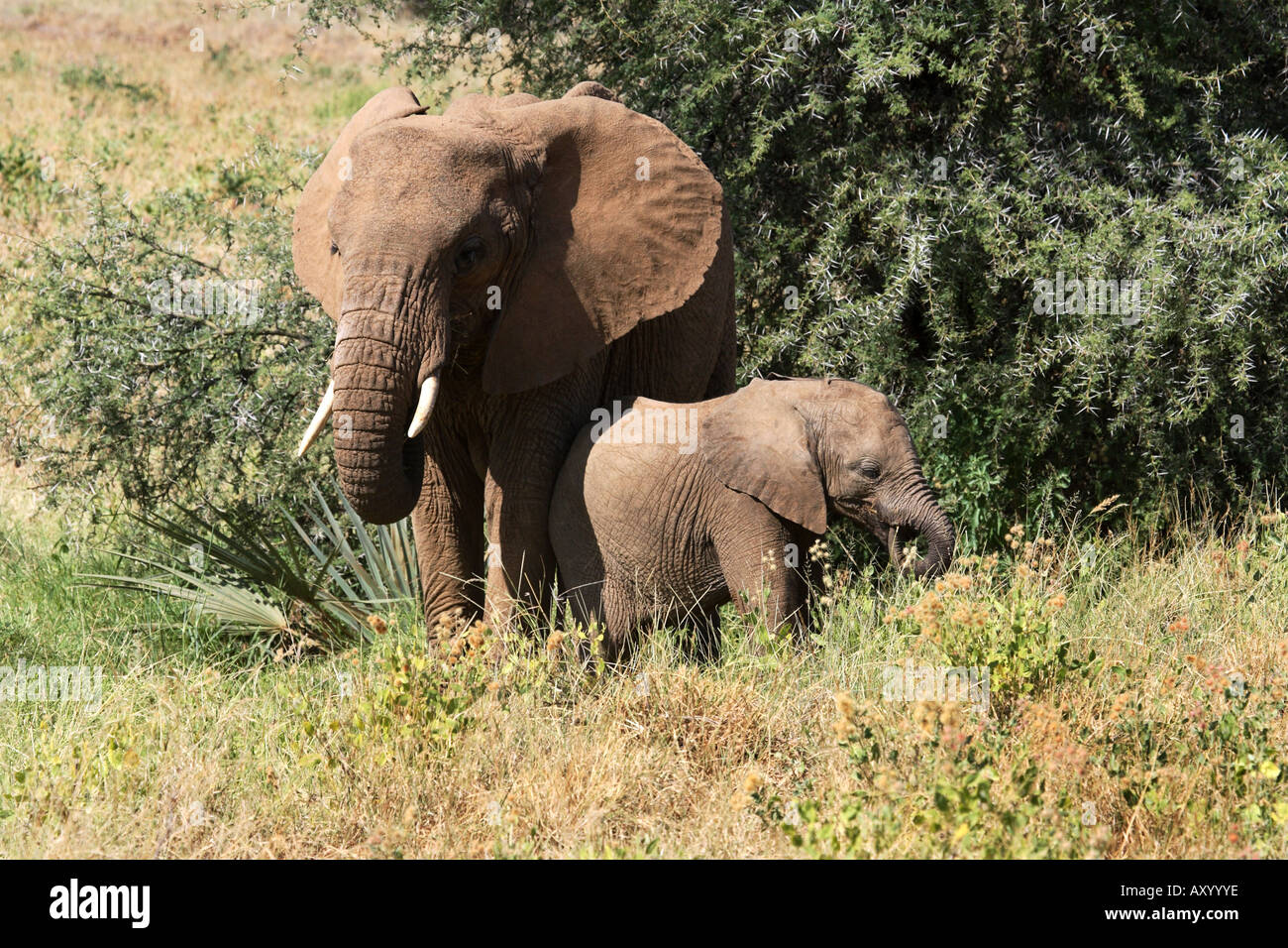 L'éléphant africain (Loxodonta africana), la mère et son veau, Kenya Banque D'Images