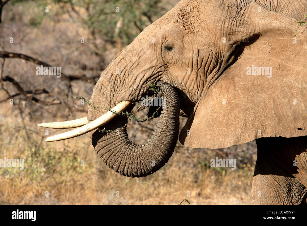 L'éléphant africain (Loxodonta africana), l'alimentation, portrait, Kenya Banque D'Images