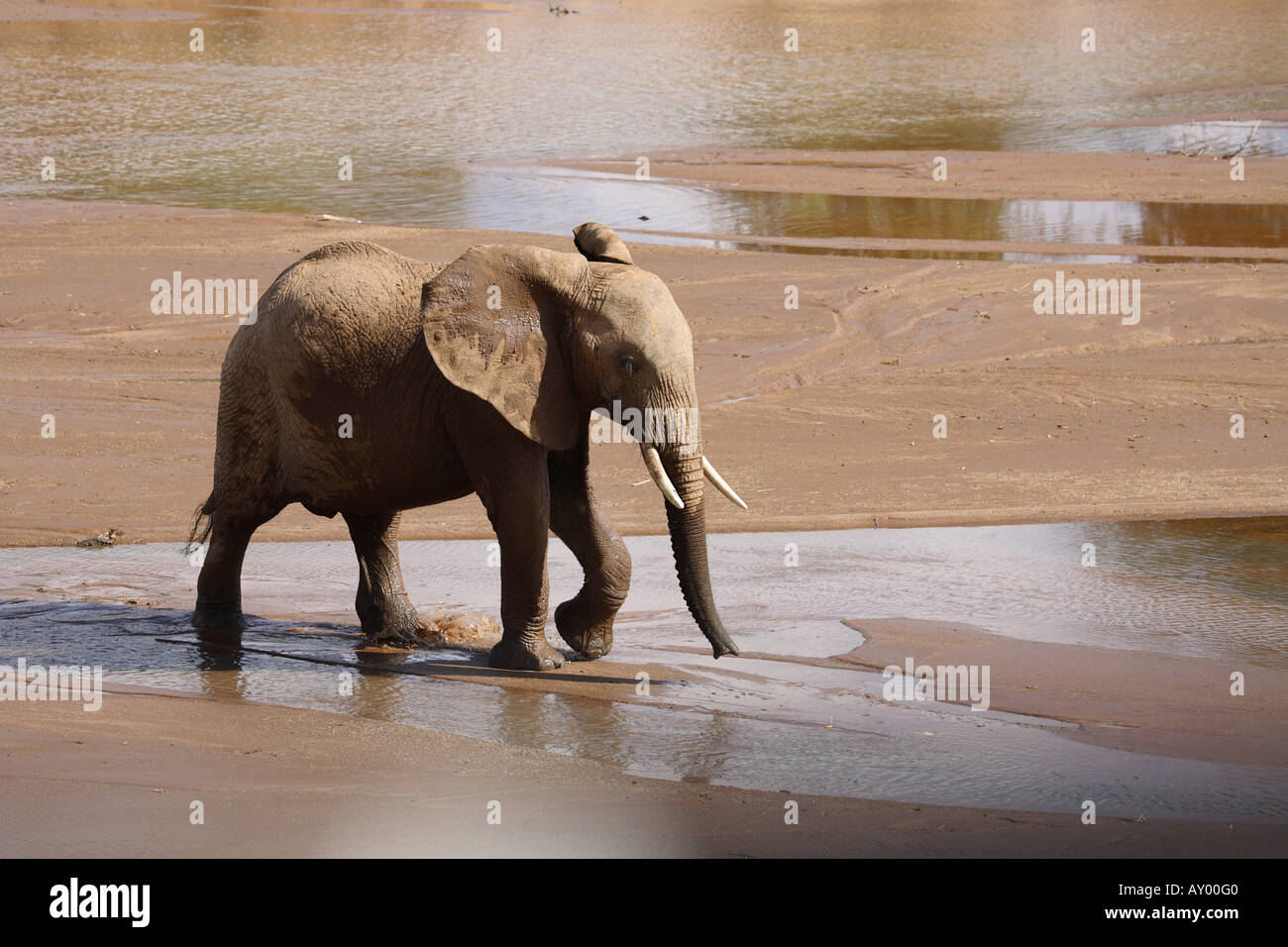 L'éléphant africain (Loxodonta africana), pataugeant dans les animaux terrestres, le plus grand fleuve, Kenya, Samburu np Banque D'Images