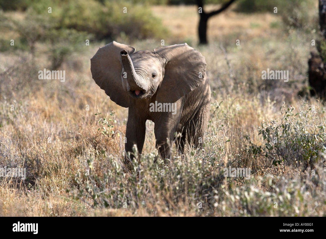 L'éléphant africain (Loxodonta africana), veau, menaçant, Kenya, Samburu np Banque D'Images