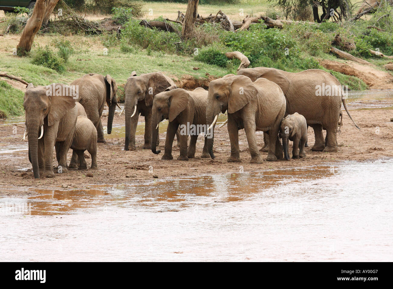L'éléphant africain (Loxodonta africana), troupeau debout dans une rivière, au Kenya, Samburu np Banque D'Images