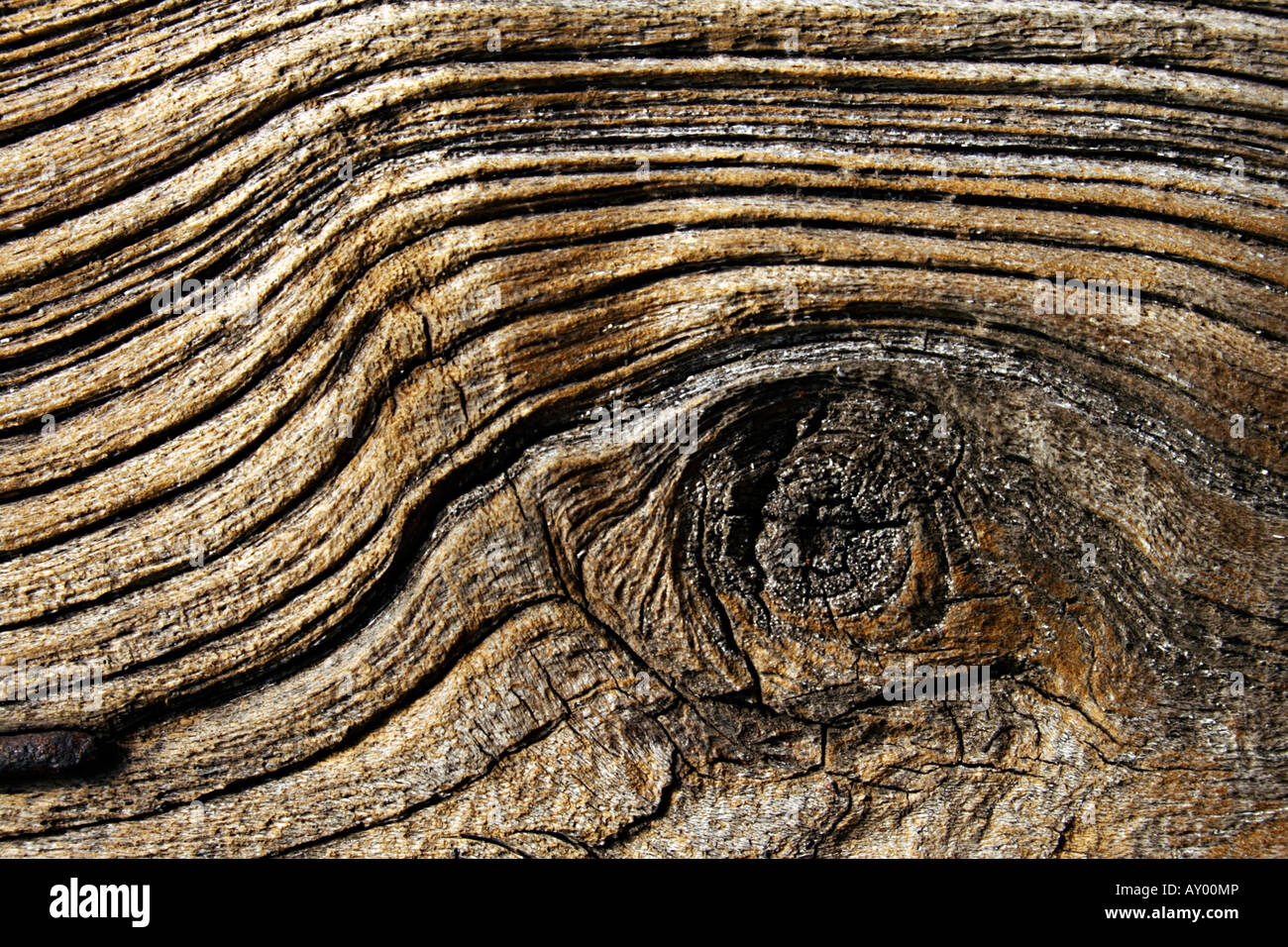 Détail de texture du bois comme l'œil de l'éléphant à Pune. Banque D'Images