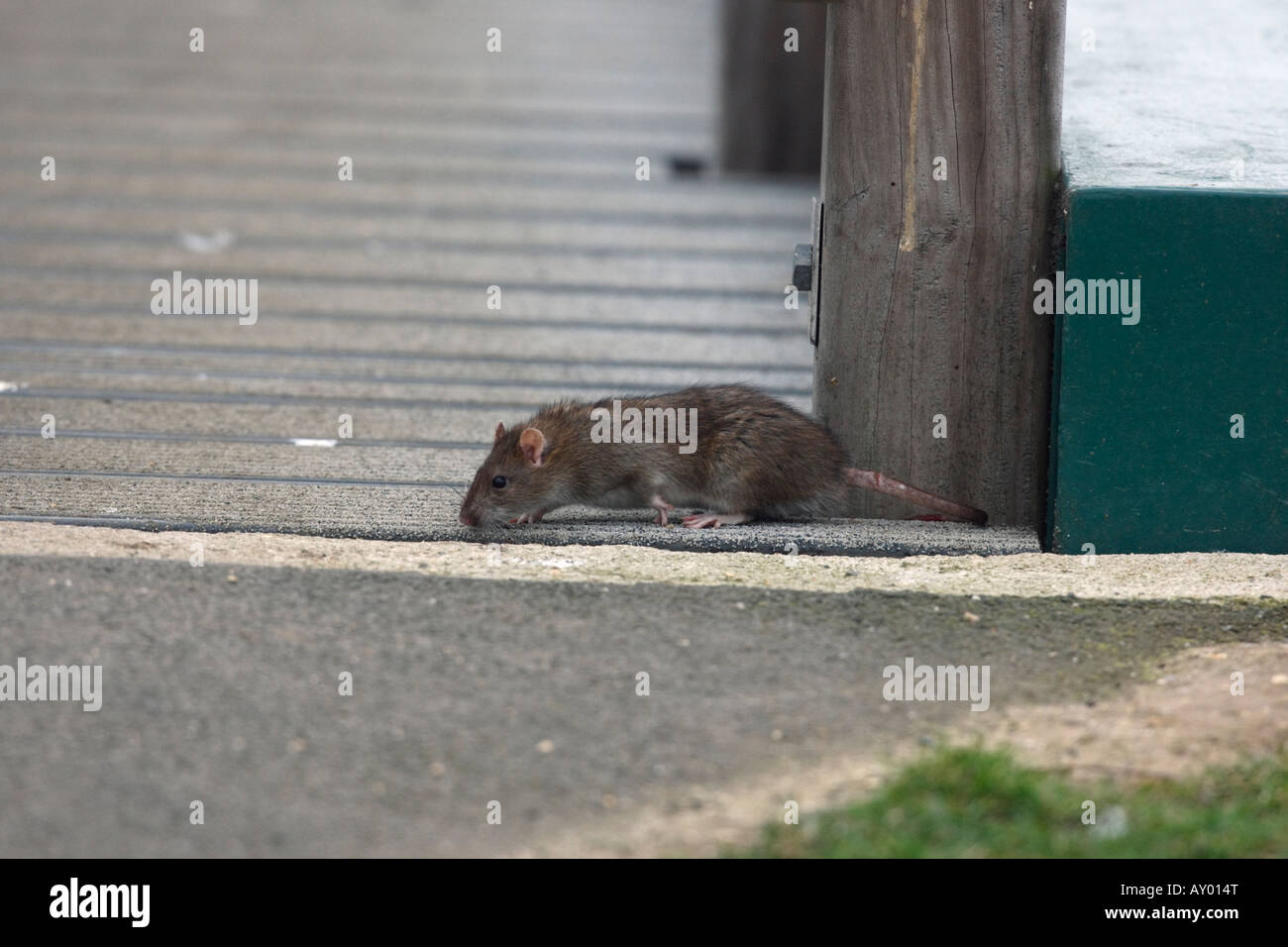 Rat surmulot Rattus norvegicus hiver Dorset Banque D'Images