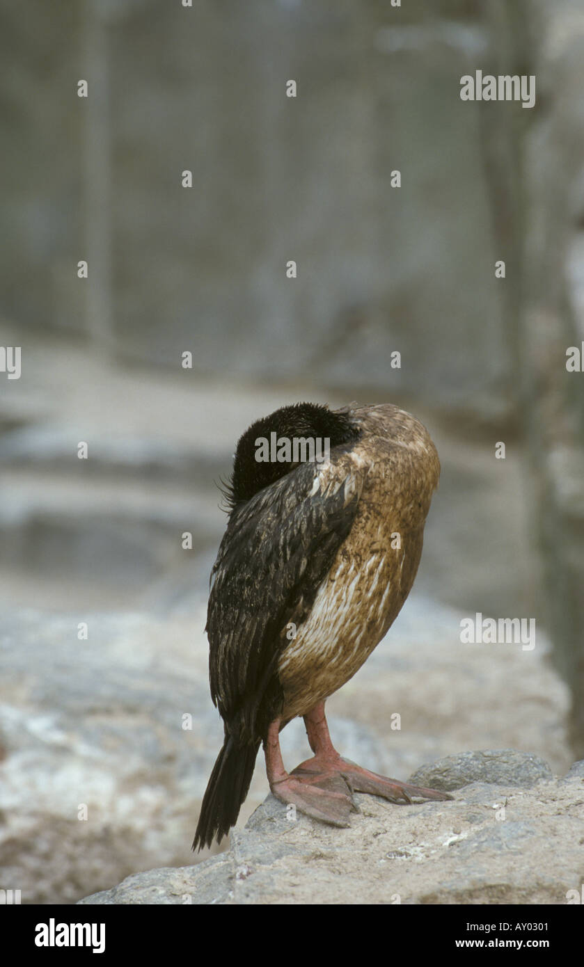 Roi ou Phlacrocorax atriceps albiventer cormoran impérial d'oiseaux mazoutés Malouines pollution Banque D'Images