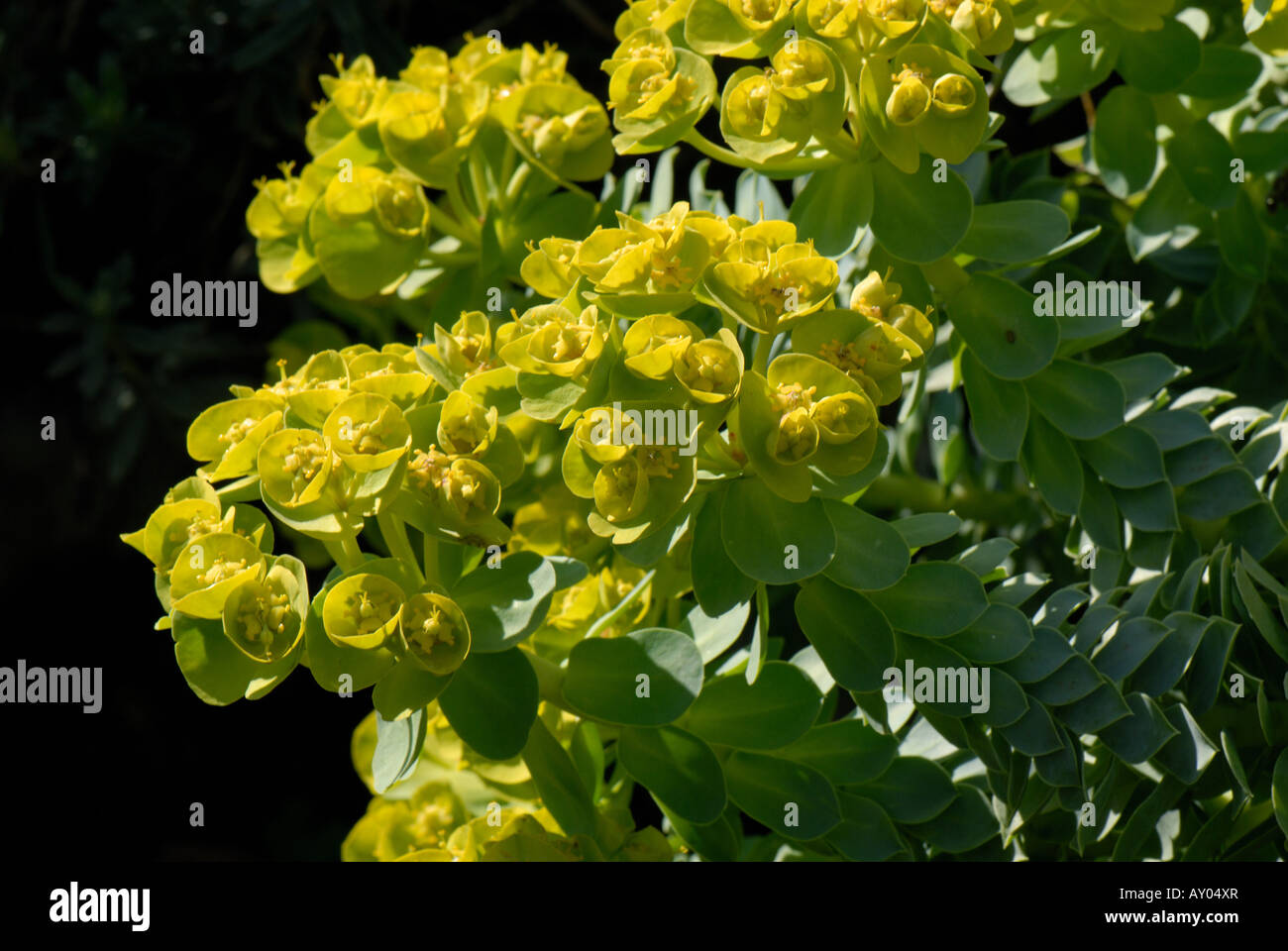 La floraison Euphorbia myrsinites euphorbe plante un rocher Banque D'Images