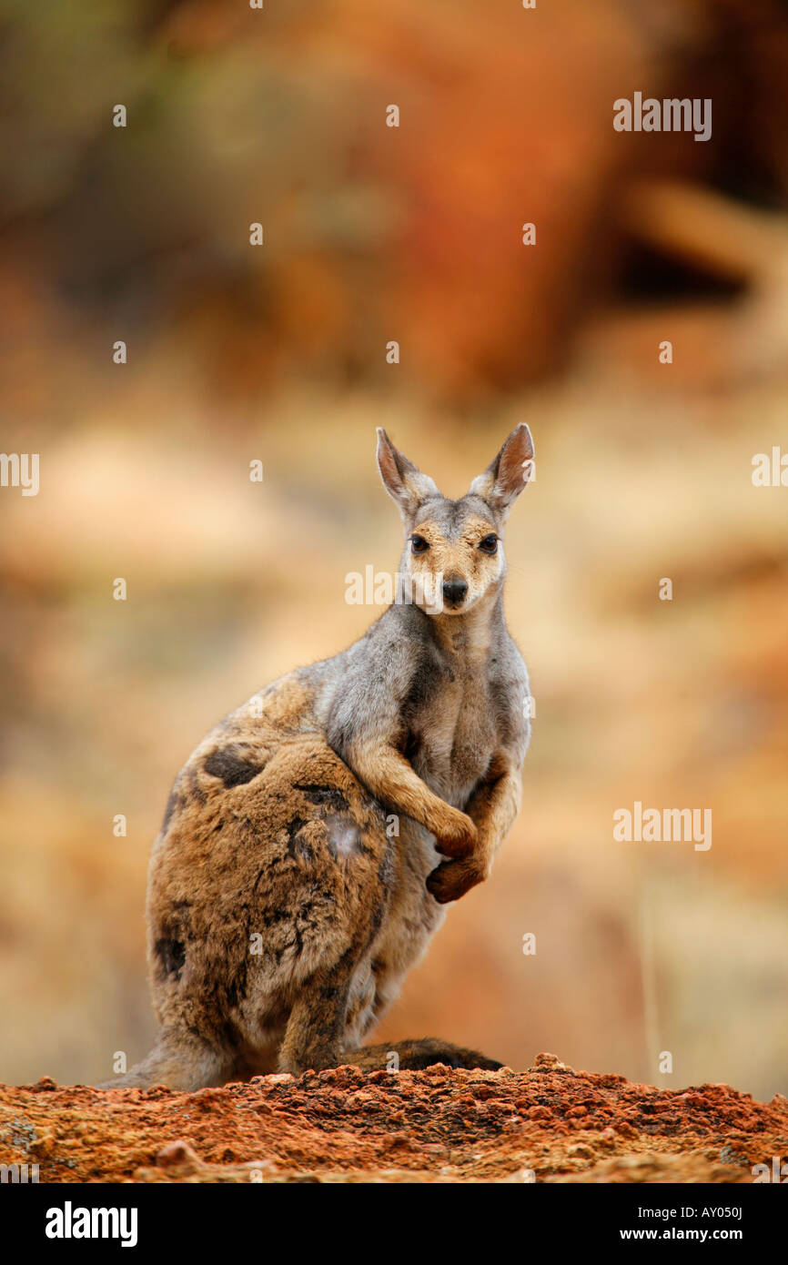Black Footed Rock Wallaby près d'Alice Springs Banque D'Images