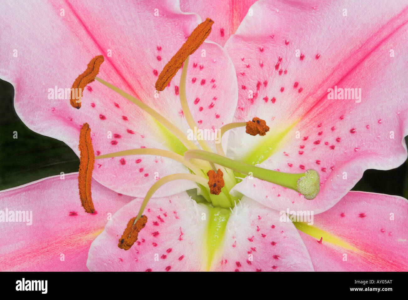 Pink oriental lily lilium Banque de photographies et d'images à haute  résolution - Alamy