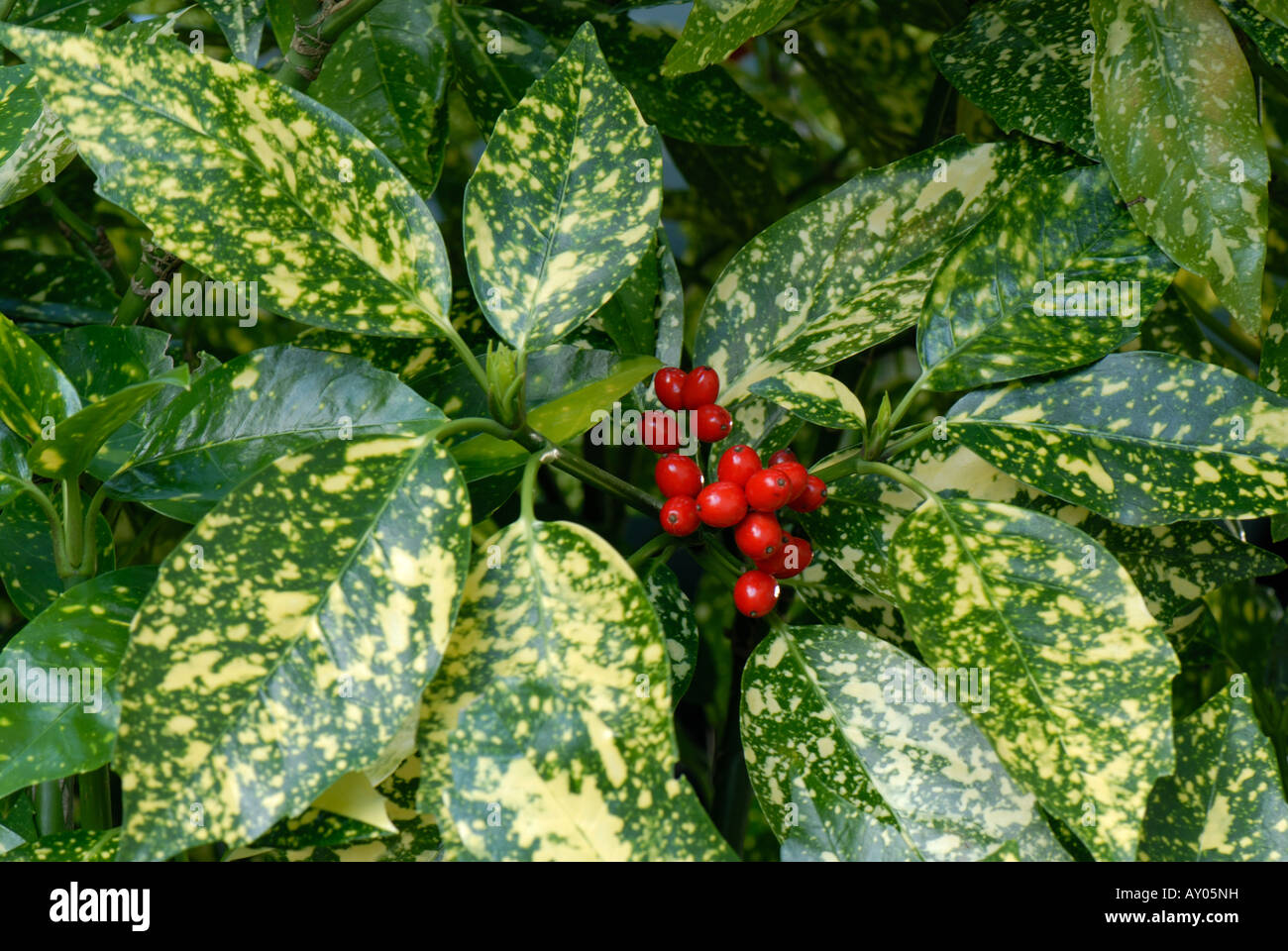 Fruits rouges sur laurel Aucuba japonica variegata un arbuste de jardin Banque D'Images