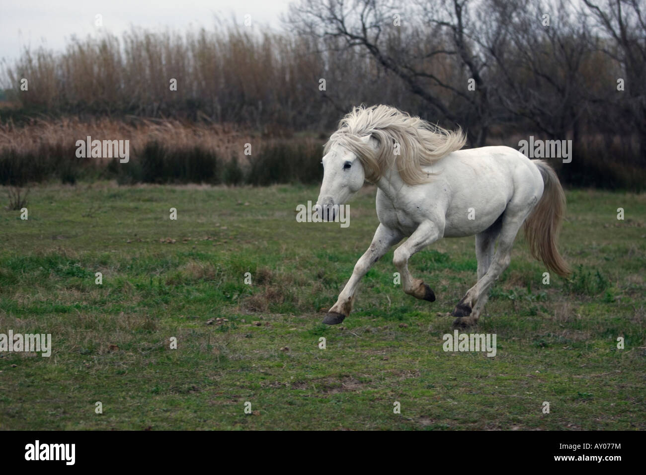Cheval blanc Camargue Camargue France Banque D'Images