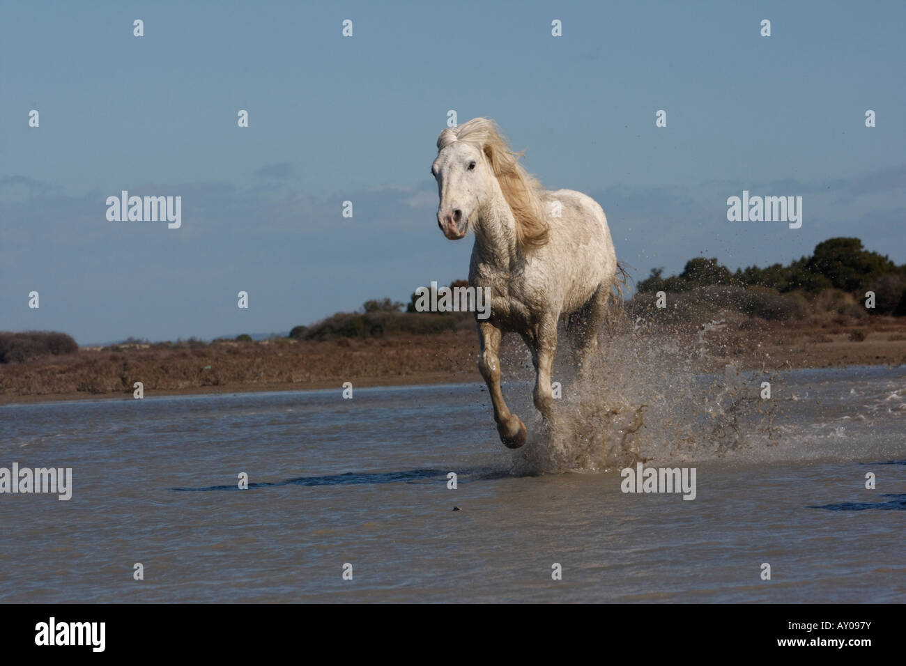 Cheval blanc Camargue Camargue France Banque D'Images