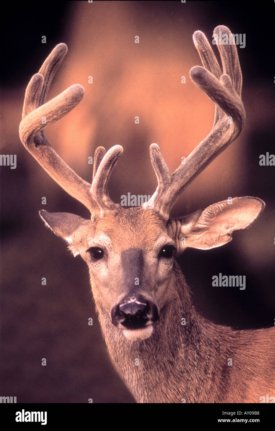 Red Deer avec des bois de velours au Royaume-Uni Banque D'Images