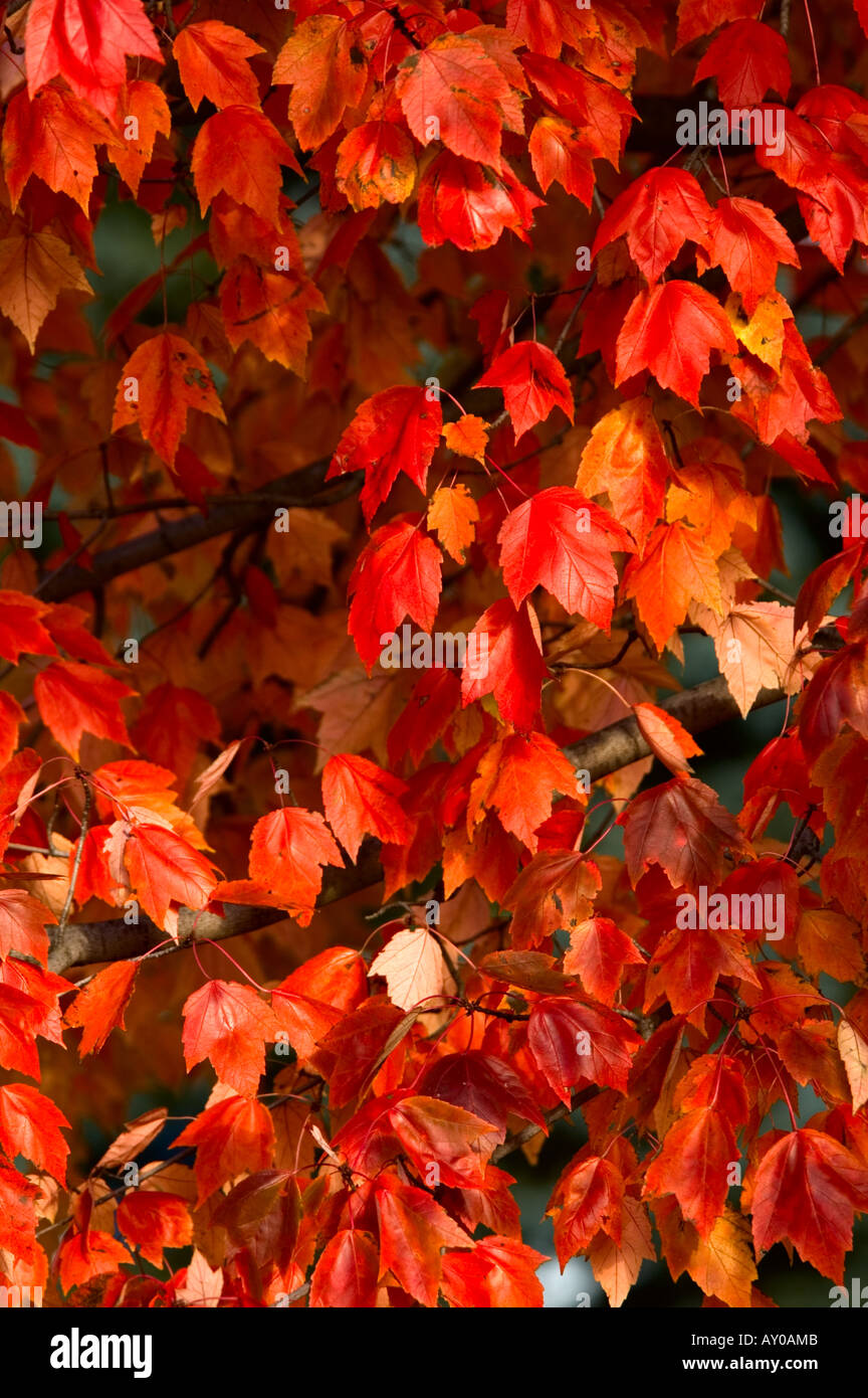 Les érables rouges feuilles sur un arbre dans mon jardin Banque D'Images