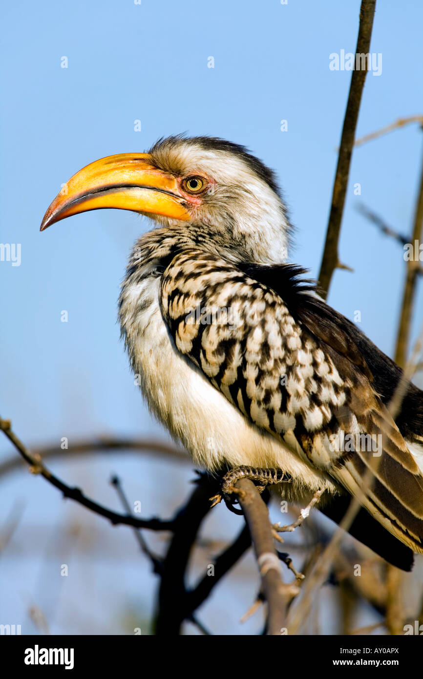 [Sud Yellowbilled Hornbill calao oiseau] Banque D'Images