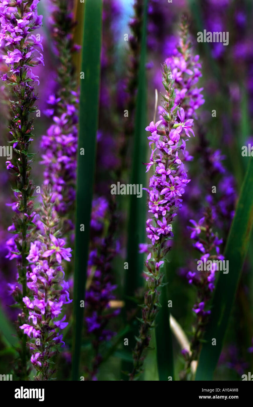 Close up de la Salicaire fleurs de plus en plus parmi les quenouilles Banque D'Images
