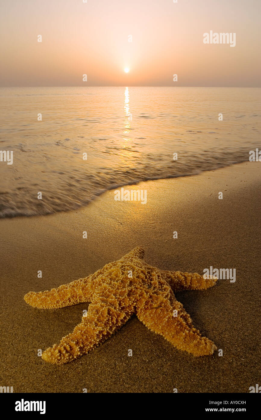Sardaigne Italie étoile de mer sur la plage à l'aube Banque D'Images
