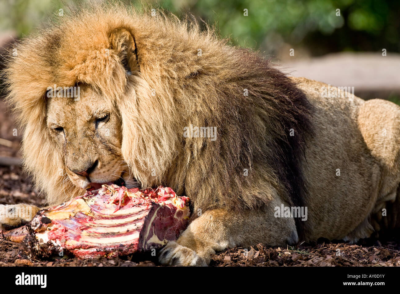 L'heure du dîner pour le lion mâle Banque D'Images