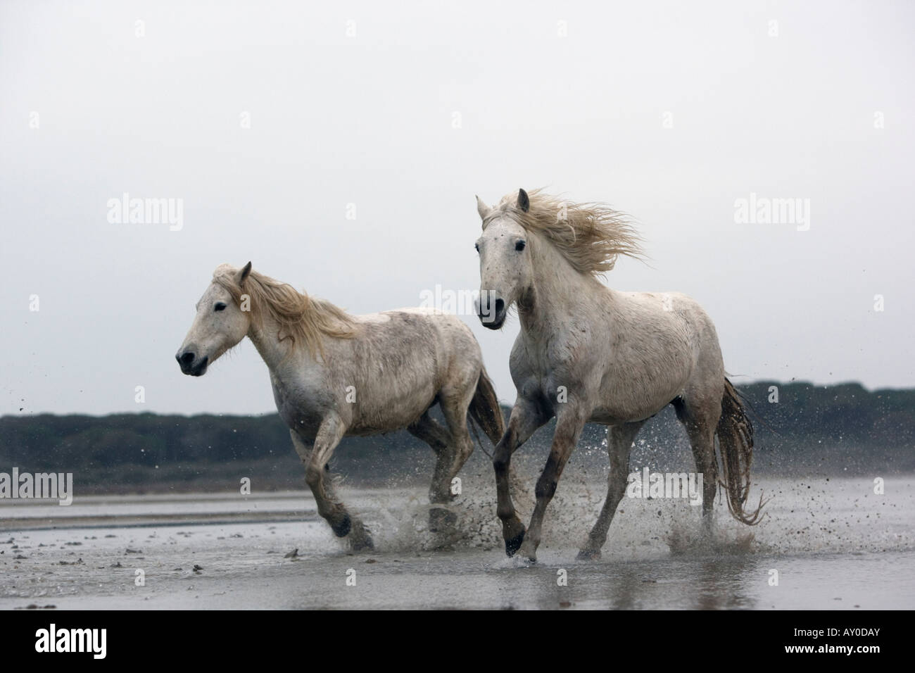 Cheval blanc Camargue Camargue France Banque D'Images