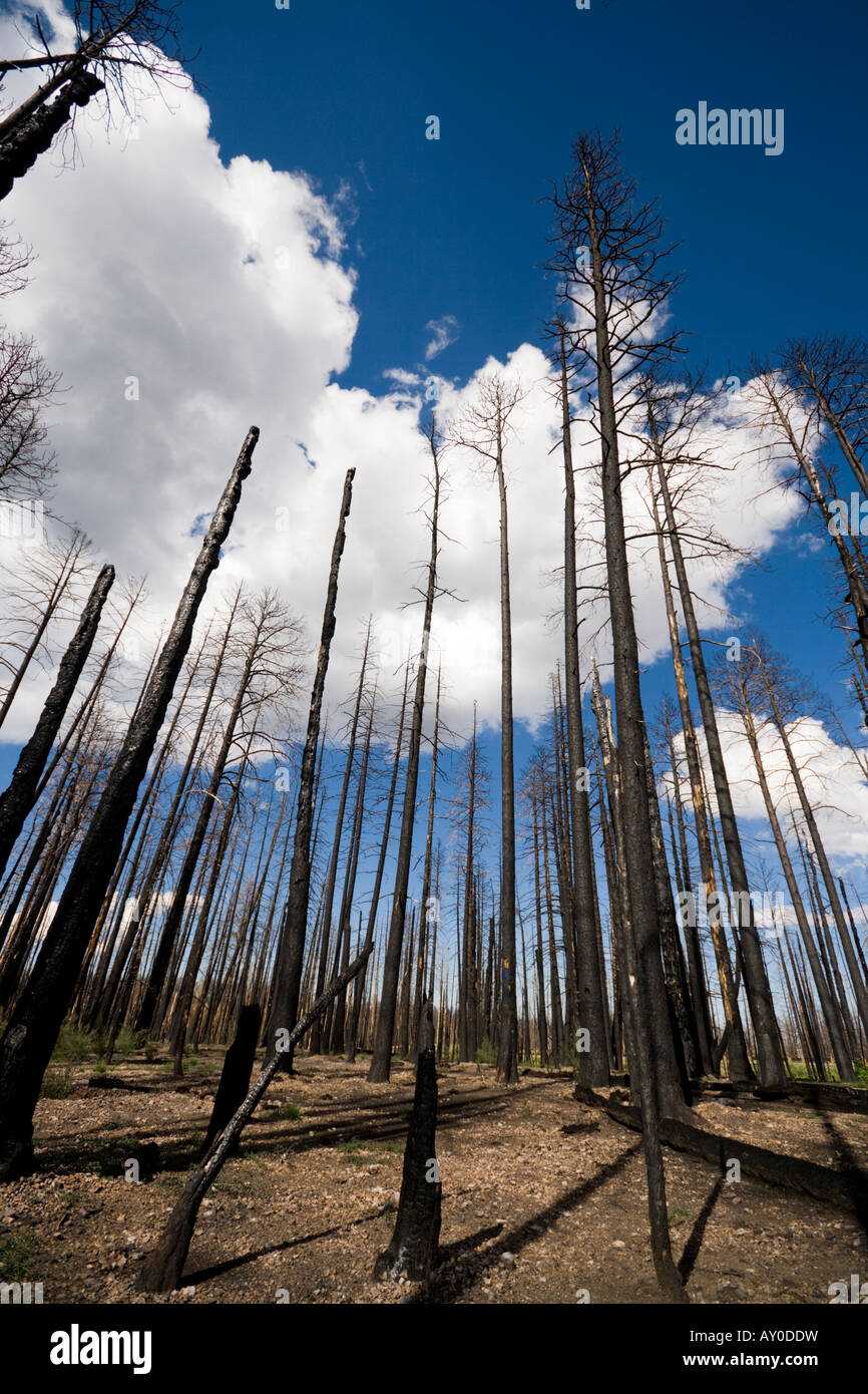 Forêt brûlée Banque D'Images