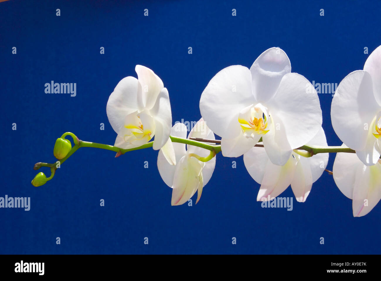 La floraison des orchidées phalaenopsis blanc contre fond bleu Photo Stock  - Alamy