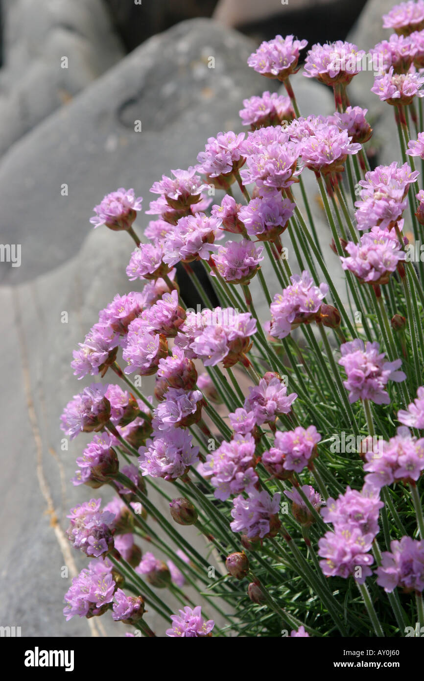 Fleur sauvage Rose La Mer ou l'économie de plus en plus parmi les rochers sur mer nom botanique Armeria maritima Banque D'Images