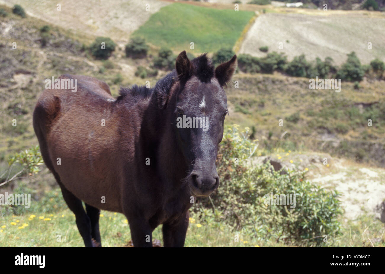 L'près du village de Chugchilan Équateur centrale d'étain Banque D'Images