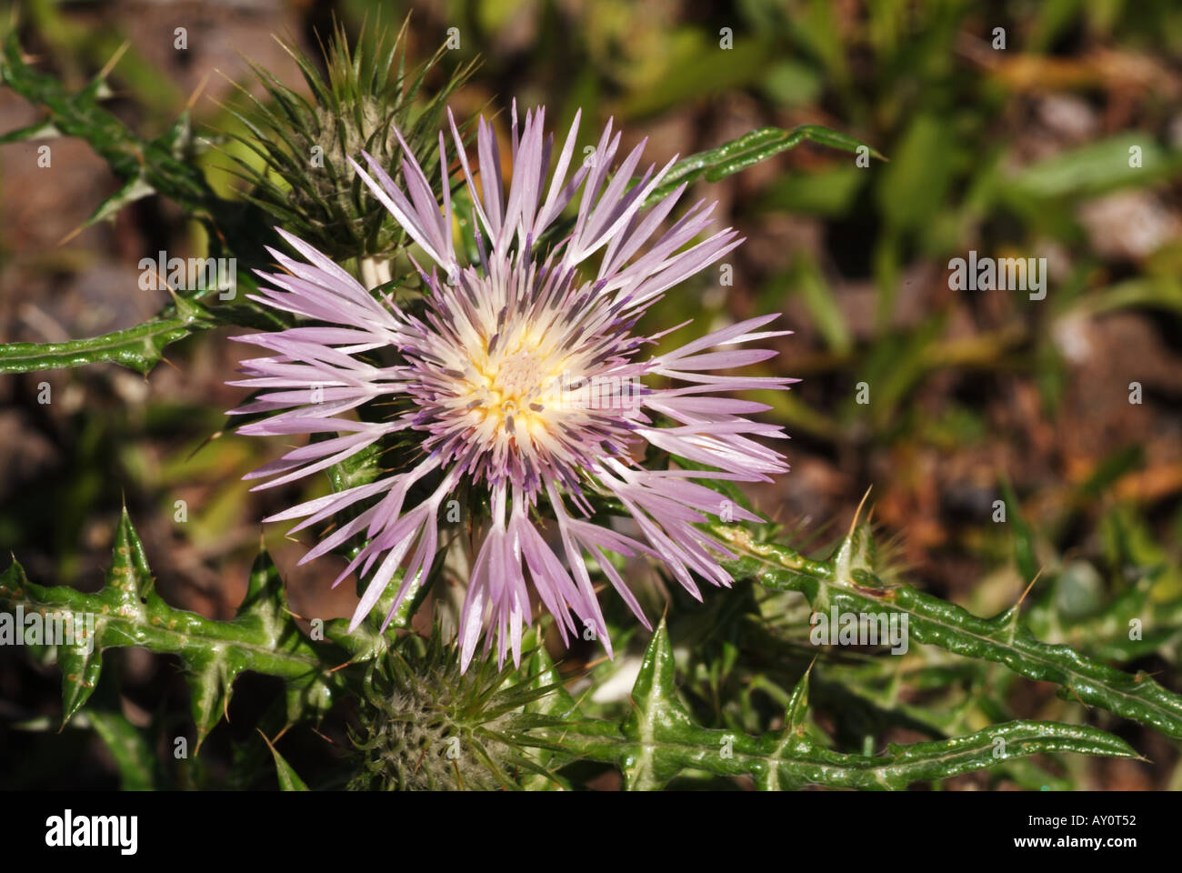 Chardon de sanglier (Galactites tomentosa). Banque D'Images