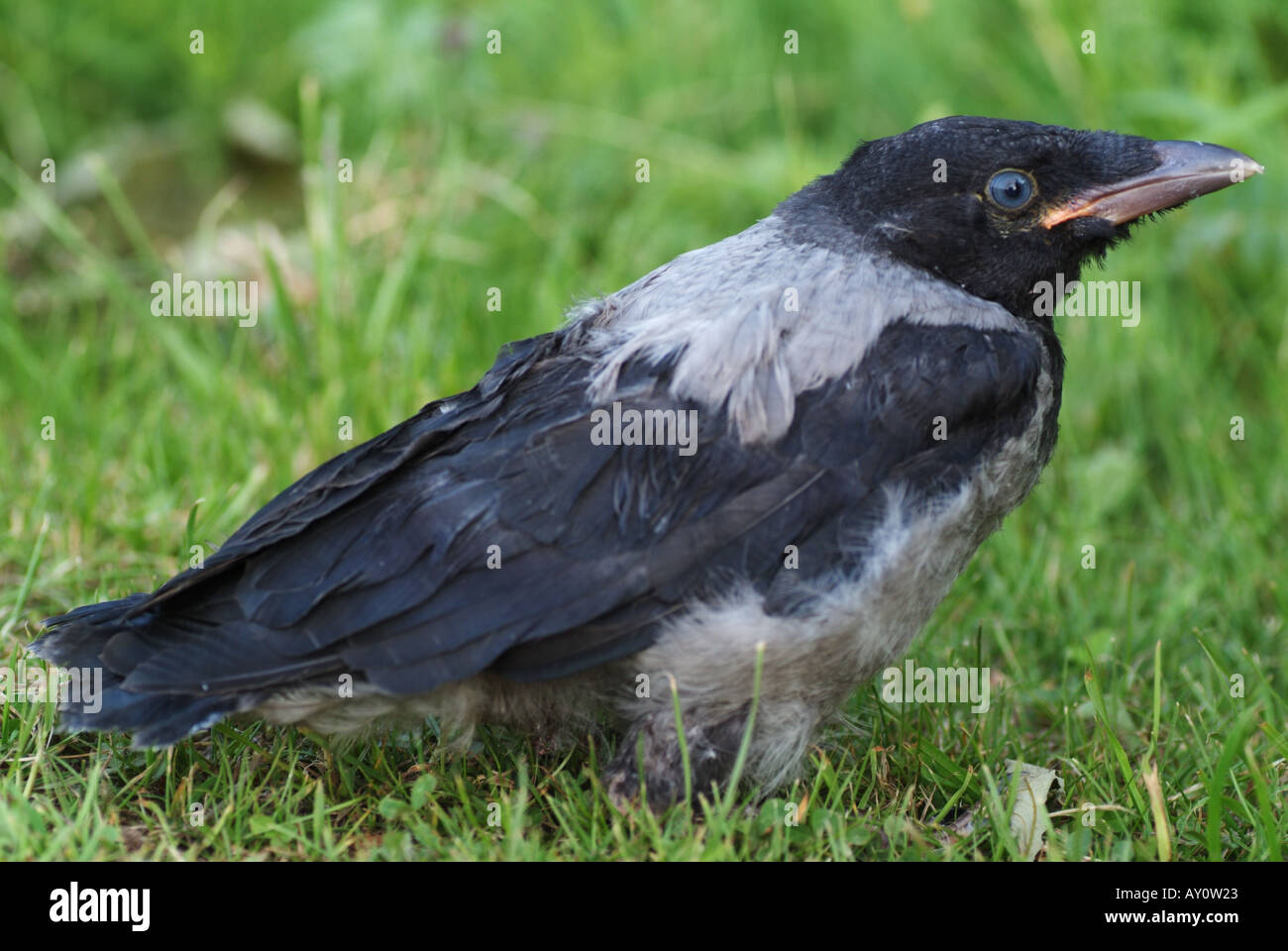 Hooded Crow (Corvus cornix) jeune. Banque D'Images