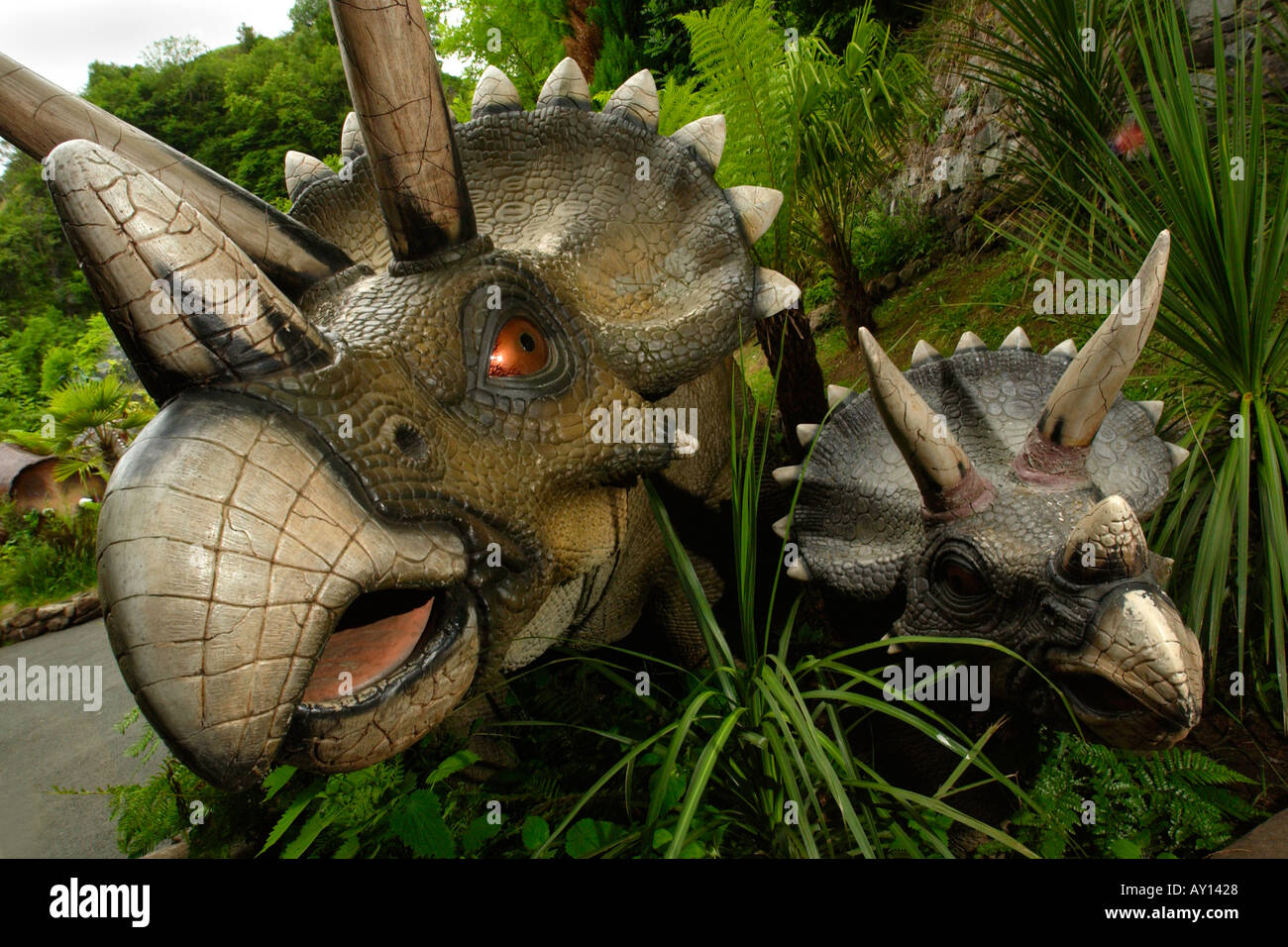 Dans le Triceratops dinosaur park plus Dan yr Ogof dans le Parc National des Brecon Beacons au Pays de Galles avec lifesize 135 dinosaures Banque D'Images