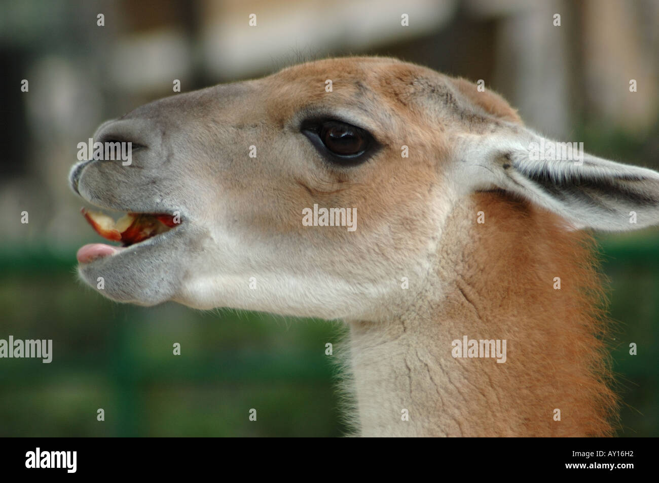 Alimentation un llama dans le Zoo de Barcelone Banque D'Images