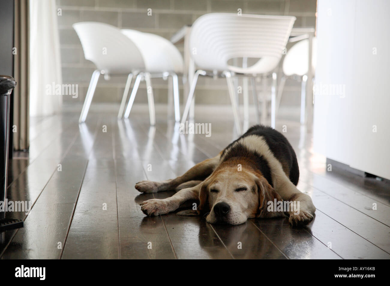 Chien endormi sur le plancher blanc avec table et chaises. Prague, République Tchèque Banque D'Images