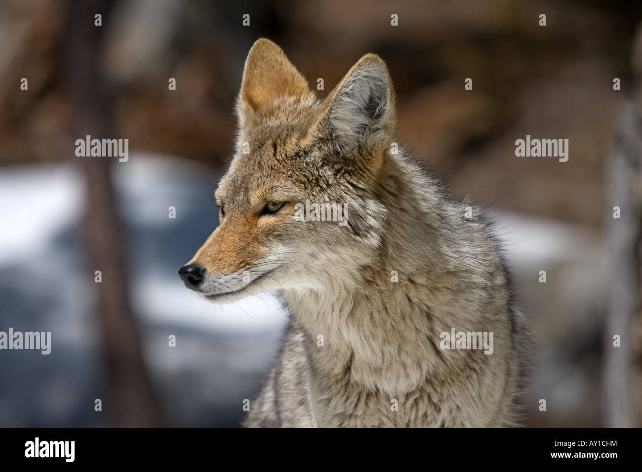 Un Coyote dans la recherche de nourriture en Sequoia National Park. Banque D'Images