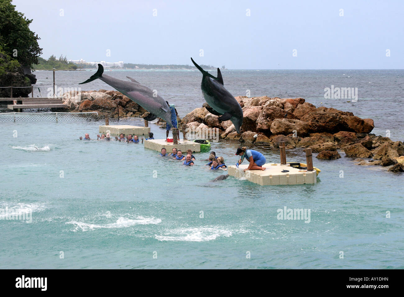 Dolphin Cove, Ocho Rios en Jamaïque Banque D'Images