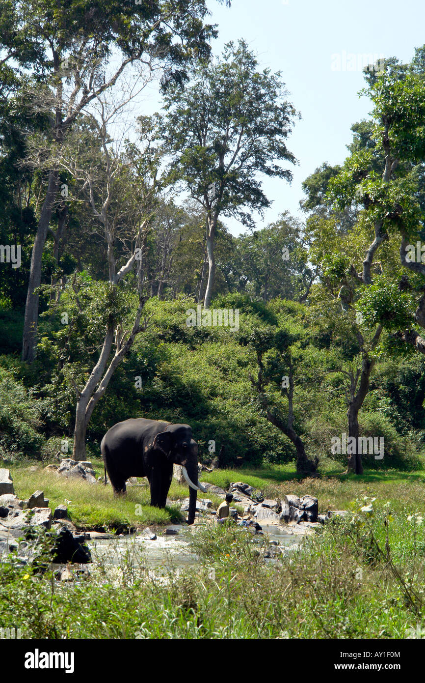 L'éléphant indien par la rivière dans le parc national de mudumalai Inde du sud Banque D'Images