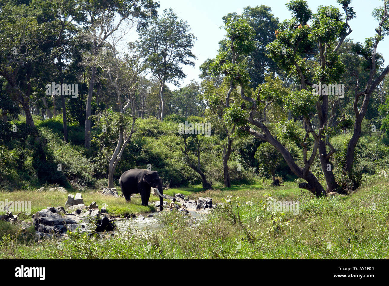 L'éléphant indien par la rivière à mudumalai national park Banque D'Images