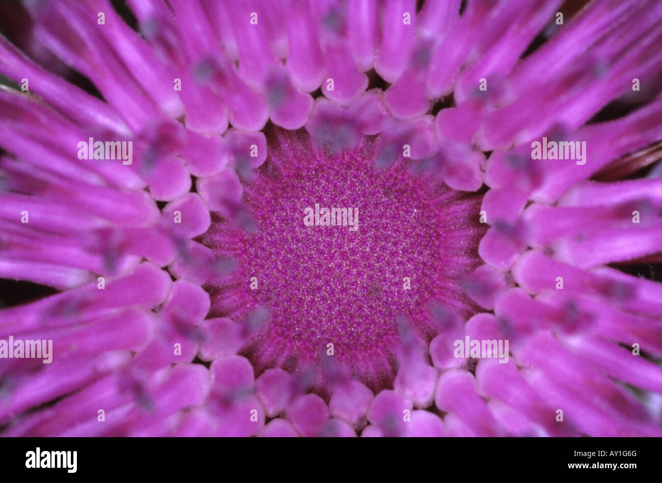 Macro d'une fleur de chardon France Banque D'Images