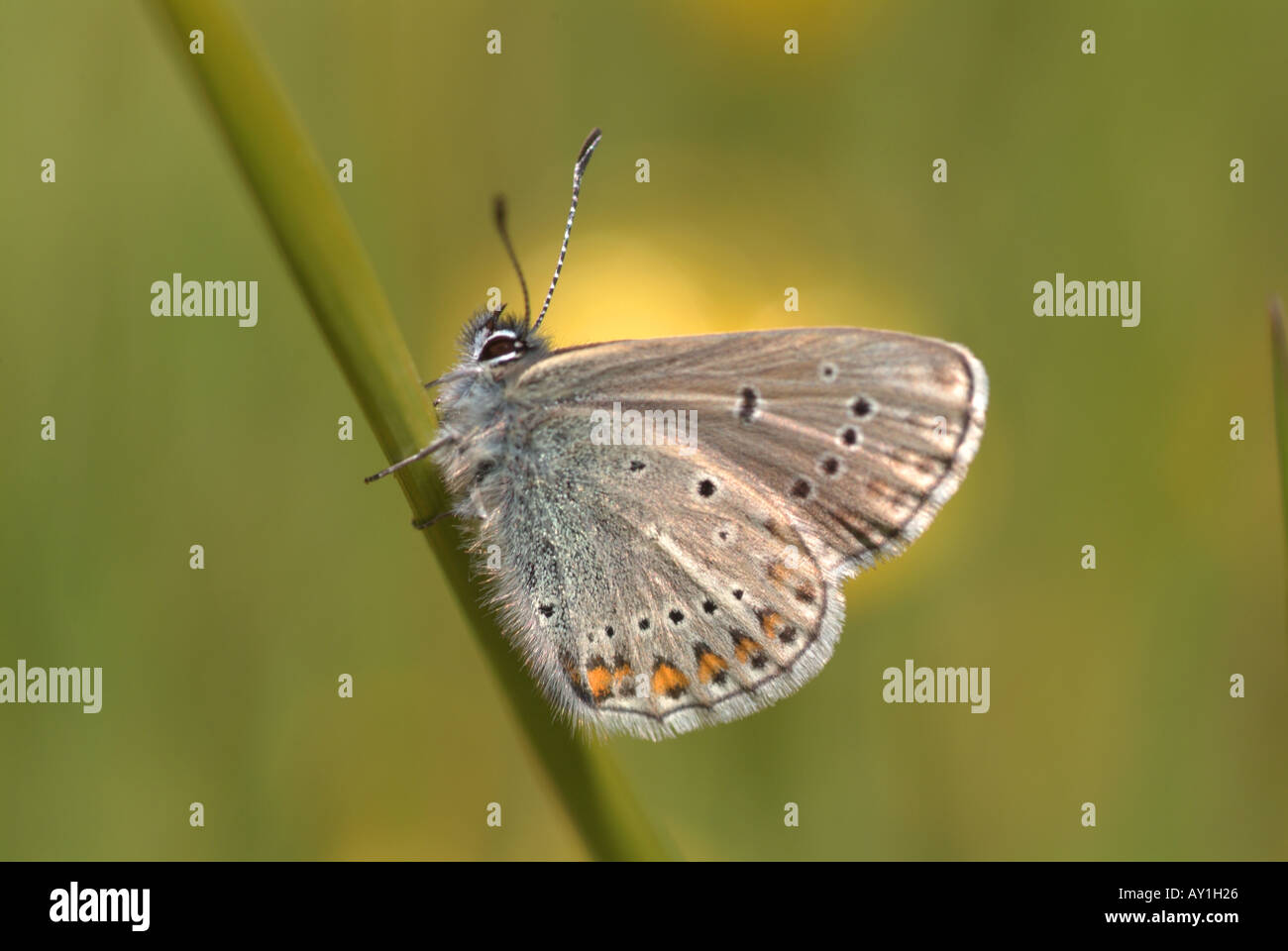 Eumedonia eumedon géranium (ARGUS). Banque D'Images