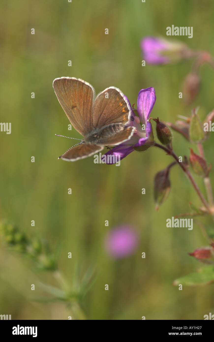 Eumedonia eumedon géranium (ARGUS). Banque D'Images