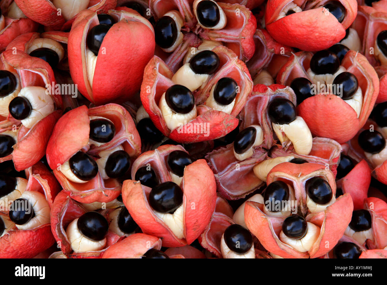 National Ackee Fruits jamaïcaine à Kingston Jamaïque Marché Papine