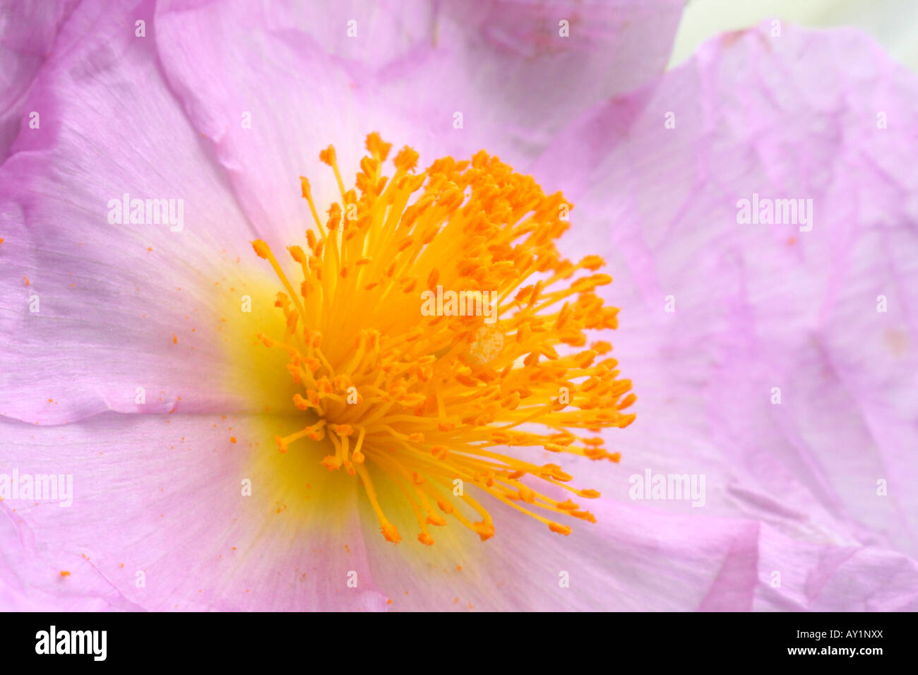 Cistus creticus détail de fleurs Banque D'Images
