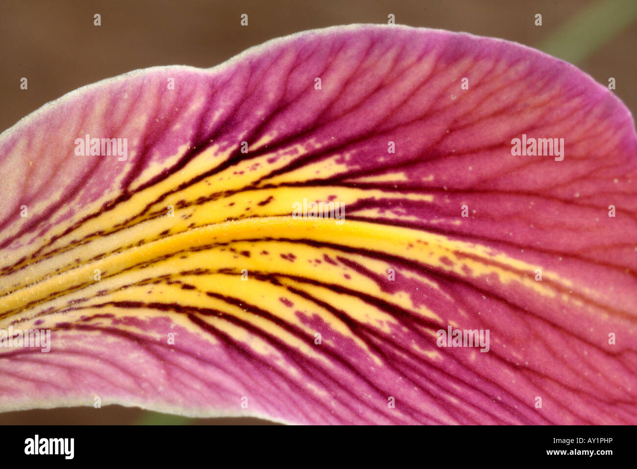 Côte du Pacifique peut-être Iris hybride Banbury Bienvenue fleurit pendant environ 2 semaines en mai sur une plante courte à environ 40cm détail de fleurs Banque D'Images