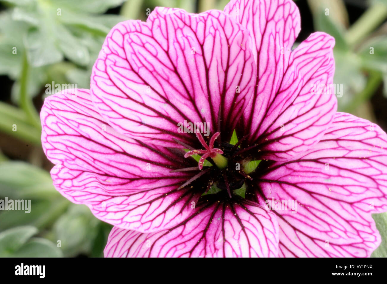 Geranium cinereum Laurence Flatman Banque D'Images